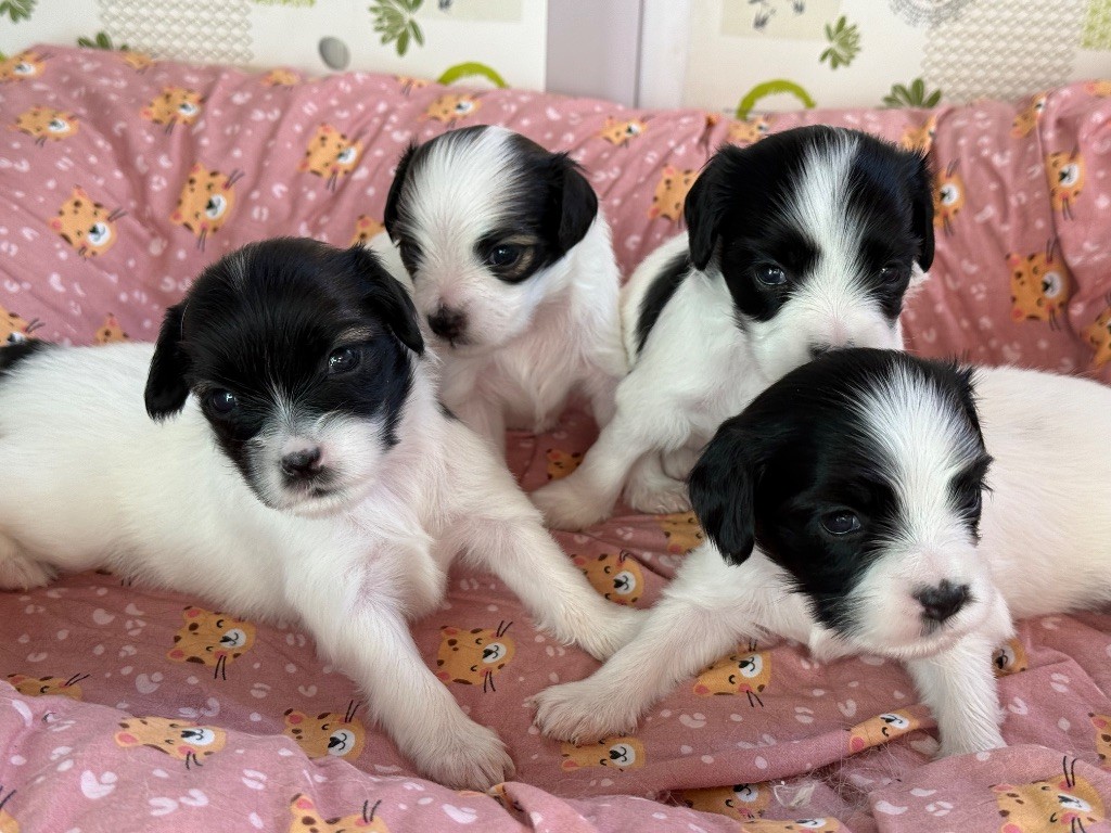 Chiot Epagneul nain Continental (Phalène) Du Courtil Fleuri D’Obelia