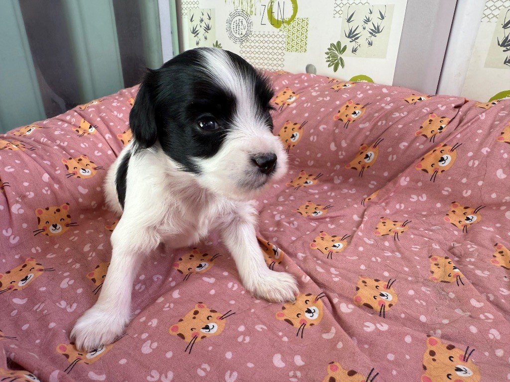 Du Courtil Fleuri D’Obelia - Chiots disponibles - Epagneul nain Continental (Phalène)