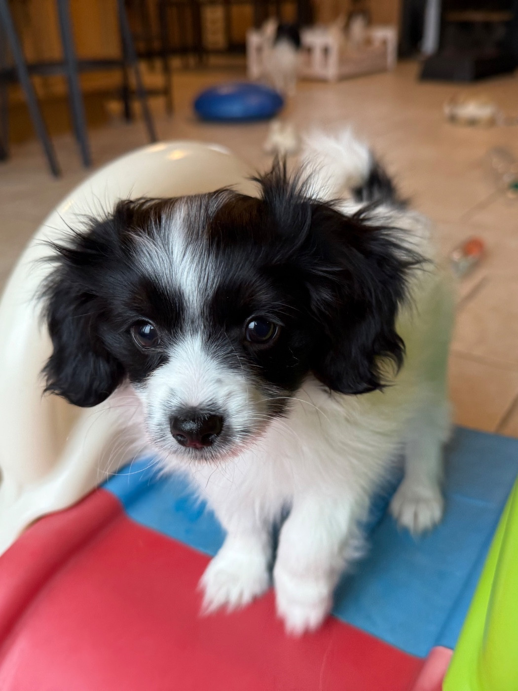 Du Courtil Fleuri D’Obelia - Chiots disponibles - Epagneul nain Continental (Phalène)