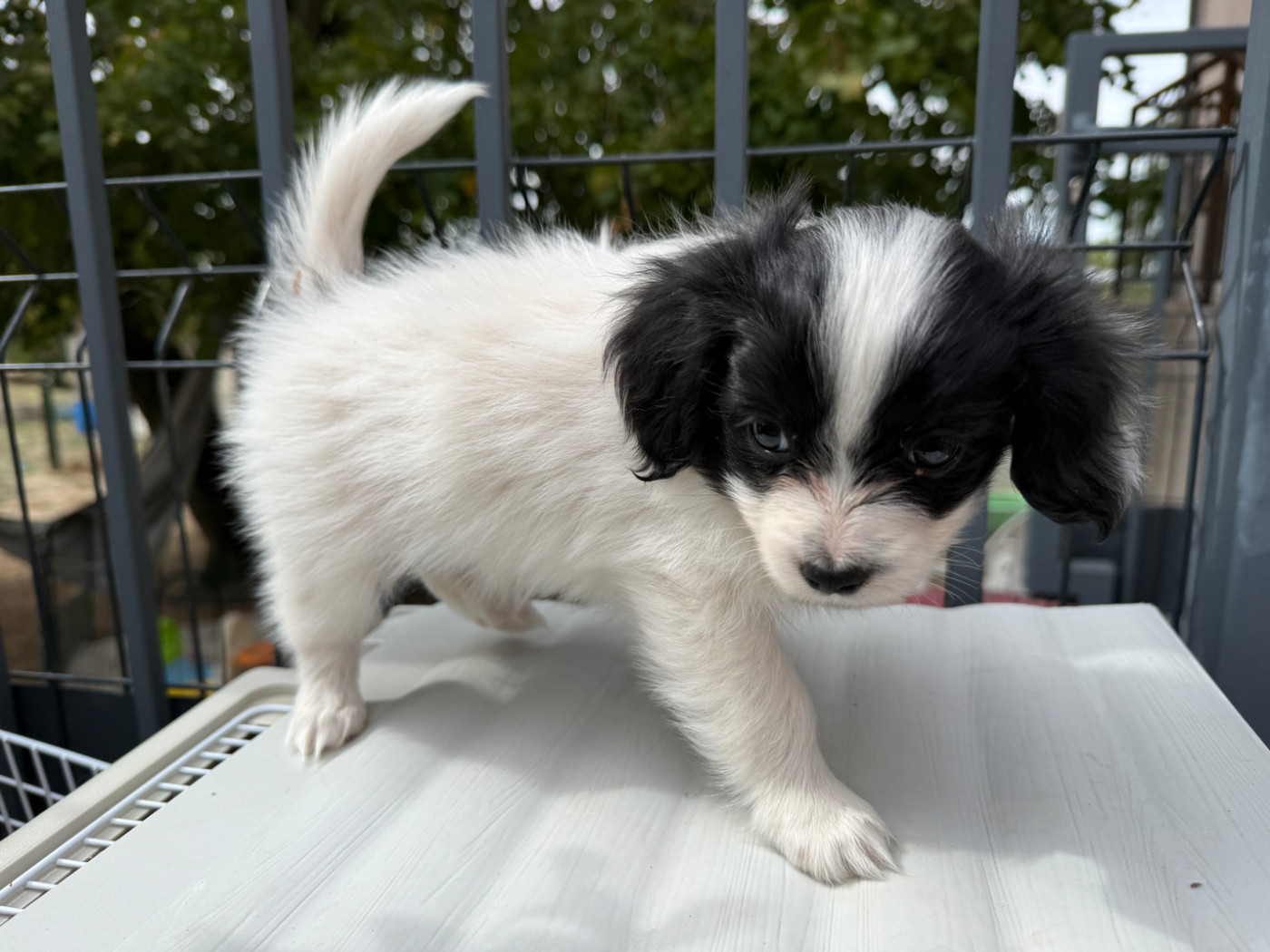 Du Courtil Fleuri D’Obelia - Chiots disponibles - Epagneul nain Continental (Phalène)