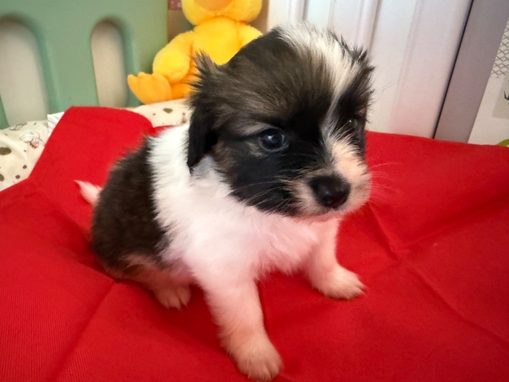 Du Courtil Fleuri D’Obelia - Chiots disponibles - Epagneul nain Continental (Phalène)