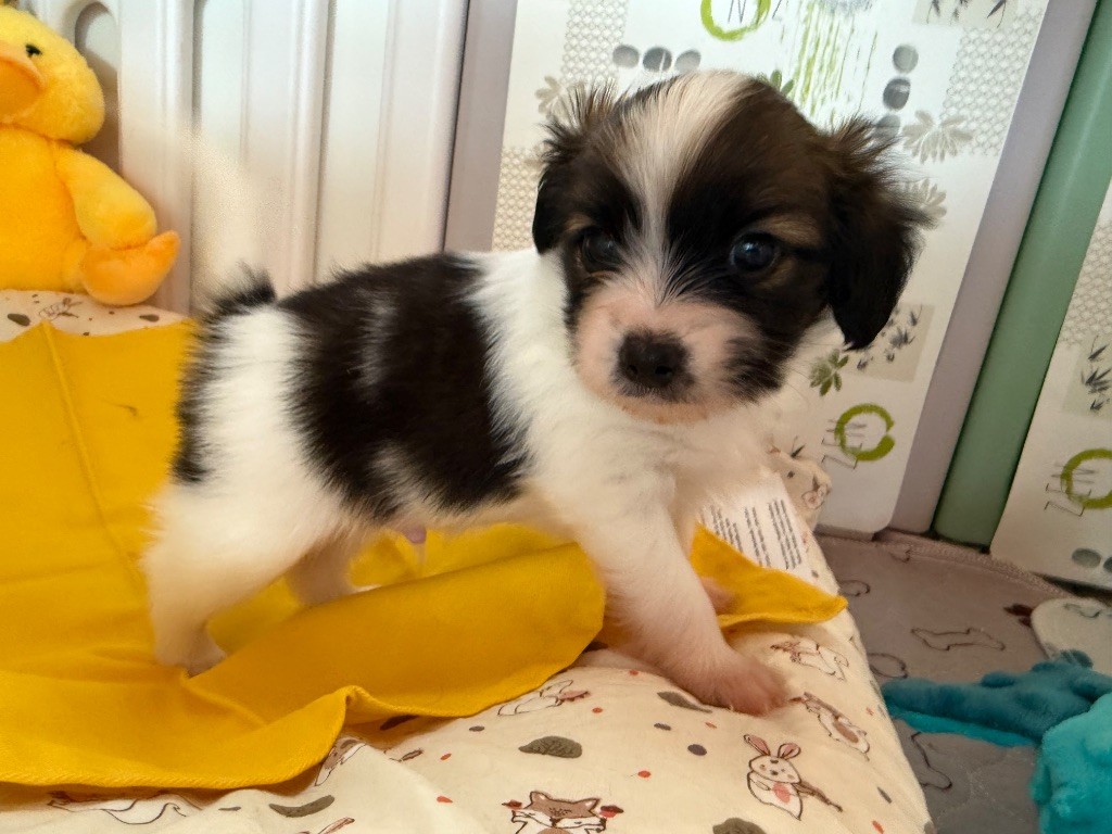 Du Courtil Fleuri D’Obelia - Chiots disponibles - Epagneul nain Continental (Phalène)