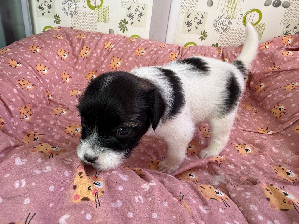 Du Courtil Fleuri D’Obelia - Chiots disponibles - Epagneul nain Continental (Phalène)