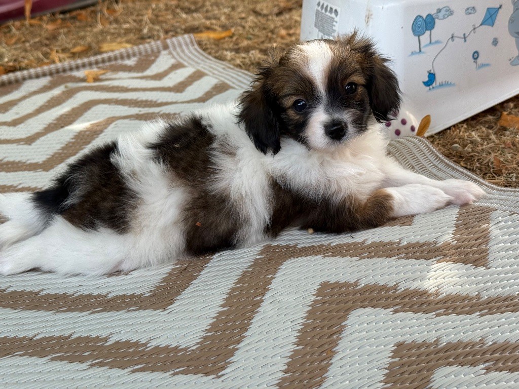 Du Courtil Fleuri D’Obelia - Chiots disponibles - Epagneul nain Continental (Phalène)