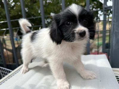 Chiot N°1