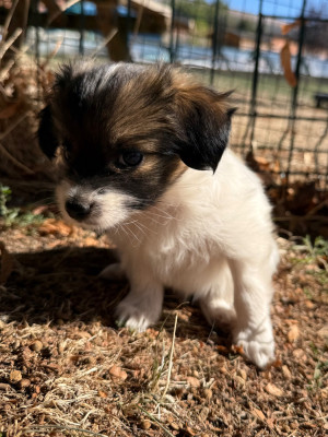 Chiot N°4