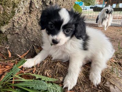 Chiot N°5