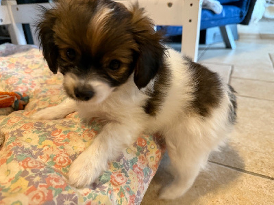 CHIOT 2