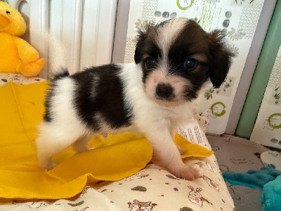 CHIOT 2
