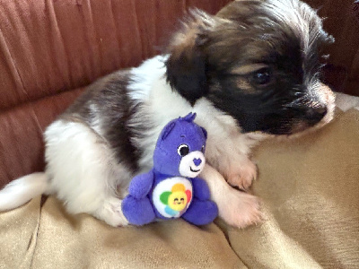 CHIOT 1