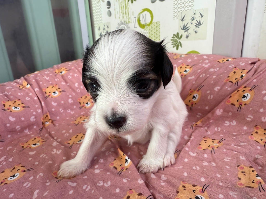 Du Courtil Fleuri D’Obelia - Chiots disponibles - Epagneul nain Continental (Phalène)